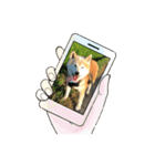 柴犬はるver9（個別スタンプ：39）