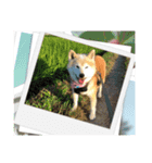 柴犬はるver9（個別スタンプ：40）