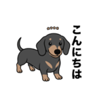 名前入りダックススムースブラックタン（個別スタンプ：1）