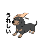 名前入りダックススムースブラックタン（個別スタンプ：19）