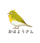 少し圧のあるメジロスタンプ（野鳥）（個別スタンプ：1）