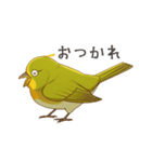 少し圧のあるメジロスタンプ（野鳥）（個別スタンプ：2）