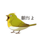 少し圧のあるメジロスタンプ（野鳥）（個別スタンプ：3）