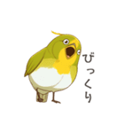 少し圧のあるメジロスタンプ（野鳥）（個別スタンプ：15）