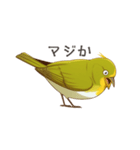 少し圧のあるメジロスタンプ（野鳥）（個別スタンプ：16）