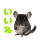 チンチラのまんま（個別スタンプ：2）