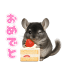 チンチラのまんま（個別スタンプ：3）