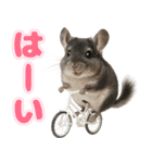 チンチラのまんま（個別スタンプ：4）