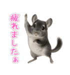 チンチラのまんま（個別スタンプ：6）