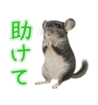 チンチラのまんま（個別スタンプ：8）