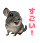 チンチラのまんま（個別スタンプ：11）