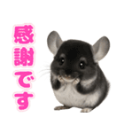 チンチラのまんま（個別スタンプ：12）