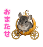 チンチラのまんま（個別スタンプ：14）