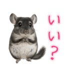 チンチラのまんま（個別スタンプ：17）