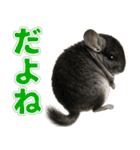 チンチラのまんま（個別スタンプ：18）