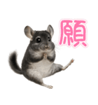 チンチラのまんま（個別スタンプ：21）
