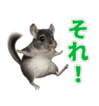 チンチラのまんま（個別スタンプ：23）
