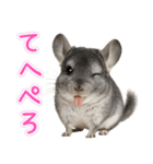 チンチラのまんま（個別スタンプ：25）