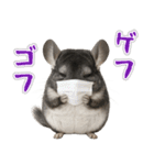 チンチラのまんま（個別スタンプ：27）