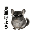 チンチラのまんま（個別スタンプ：30）