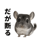 チンチラのまんま（個別スタンプ：31）