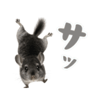 チンチラのまんま（個別スタンプ：32）