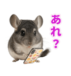 チンチラのまんま（個別スタンプ：33）
