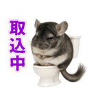 チンチラのまんま（個別スタンプ：35）