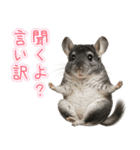 チンチラのまんま（個別スタンプ：39）