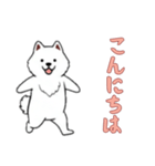 サモエドと一緒の日常（個別スタンプ：1）