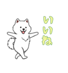 サモエドと一緒の日常（個別スタンプ：2）