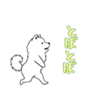 サモエドと一緒の日常（個別スタンプ：4）