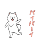 サモエドと一緒の日常（個別スタンプ：11）