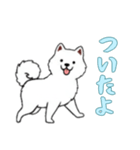 サモエドと一緒の日常（個別スタンプ：13）