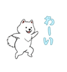 サモエドと一緒の日常（個別スタンプ：15）