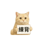 クリーム色アメショの筋トレ猫（個別スタンプ：2）