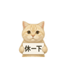 クリーム色アメショの筋トレ猫（個別スタンプ：13）