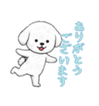 [ありがとうございます]ビションフリーゼ（個別スタンプ：13）