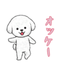 [オッケー専用]ビションフリーゼ（個別スタンプ：1）