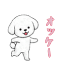 [オッケー専用]ビションフリーゼ（個別スタンプ：8）