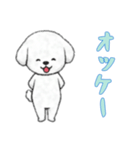 [オッケー専用]ビションフリーゼ（個別スタンプ：12）