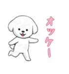 [オッケー専用]ビションフリーゼ（個別スタンプ：16）