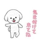 [気を付けて来てね専用]ビションフリーゼ（個別スタンプ：1）