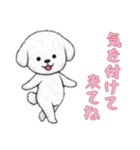 [気を付けて来てね専用]ビションフリーゼ（個別スタンプ：3）