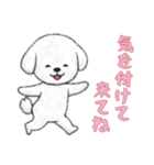[気を付けて来てね専用]ビションフリーゼ（個別スタンプ：4）