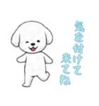[気を付けて来てね専用]ビションフリーゼ（個別スタンプ：5）