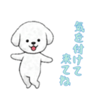 [気を付けて来てね専用]ビションフリーゼ（個別スタンプ：6）