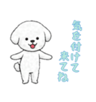 [気を付けて来てね専用]ビションフリーゼ（個別スタンプ：7）
