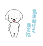 [気を付けて来てね専用]ビションフリーゼ（個別スタンプ：8）