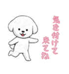 [気を付けて来てね専用]ビションフリーゼ（個別スタンプ：10）
